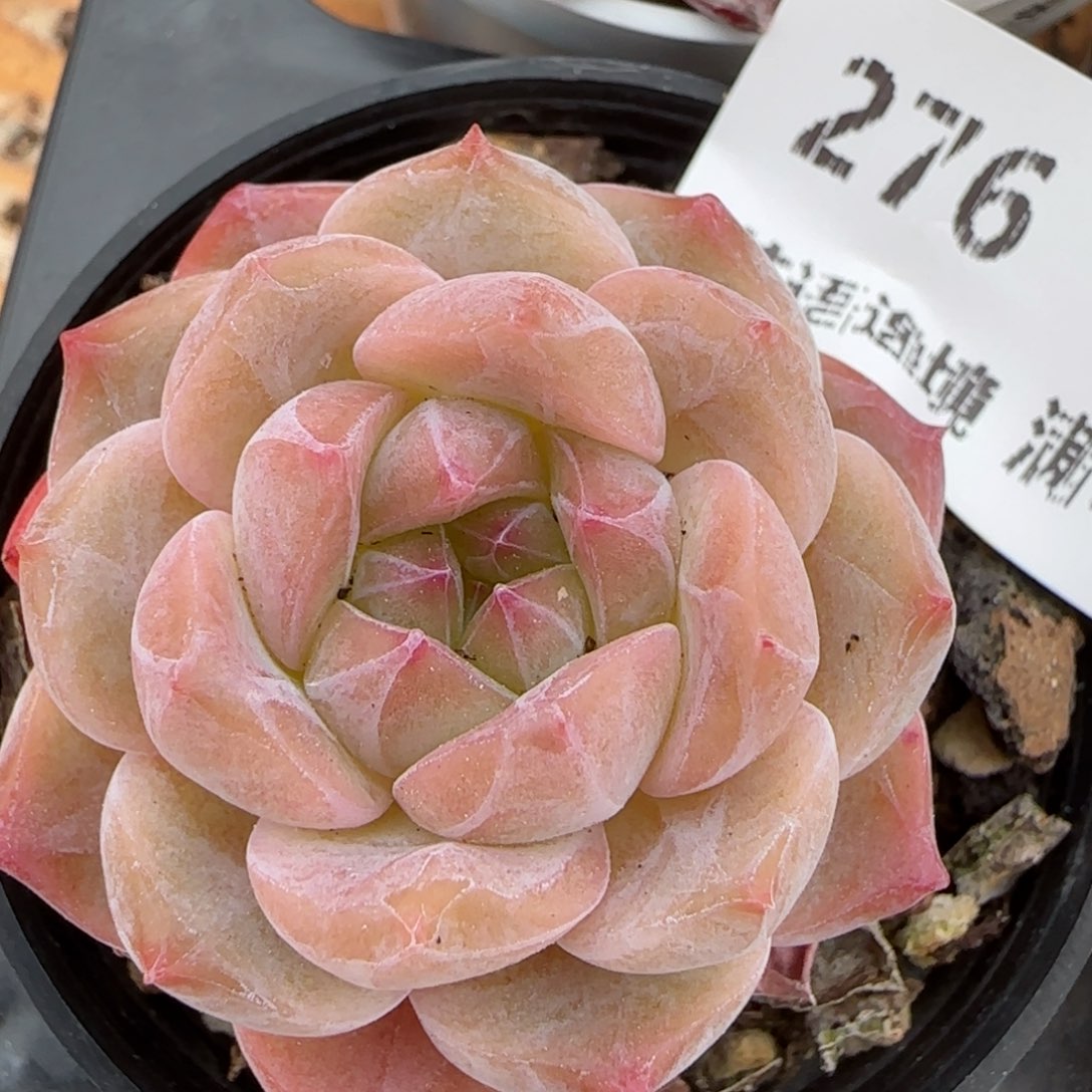 花语逸镜0214-276