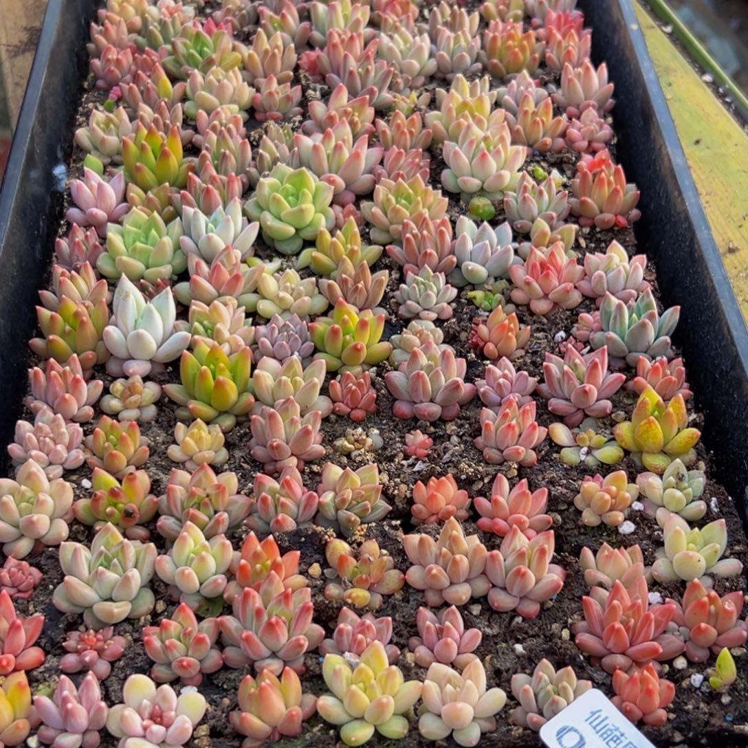 梦***楼039大热天的一天从早上开始