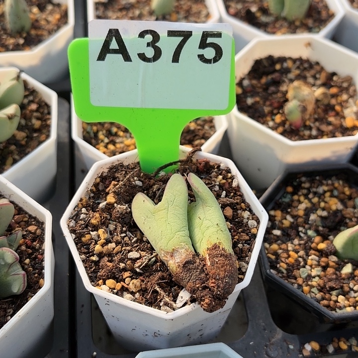 3***6375nnnnnnjjhhhhhhh