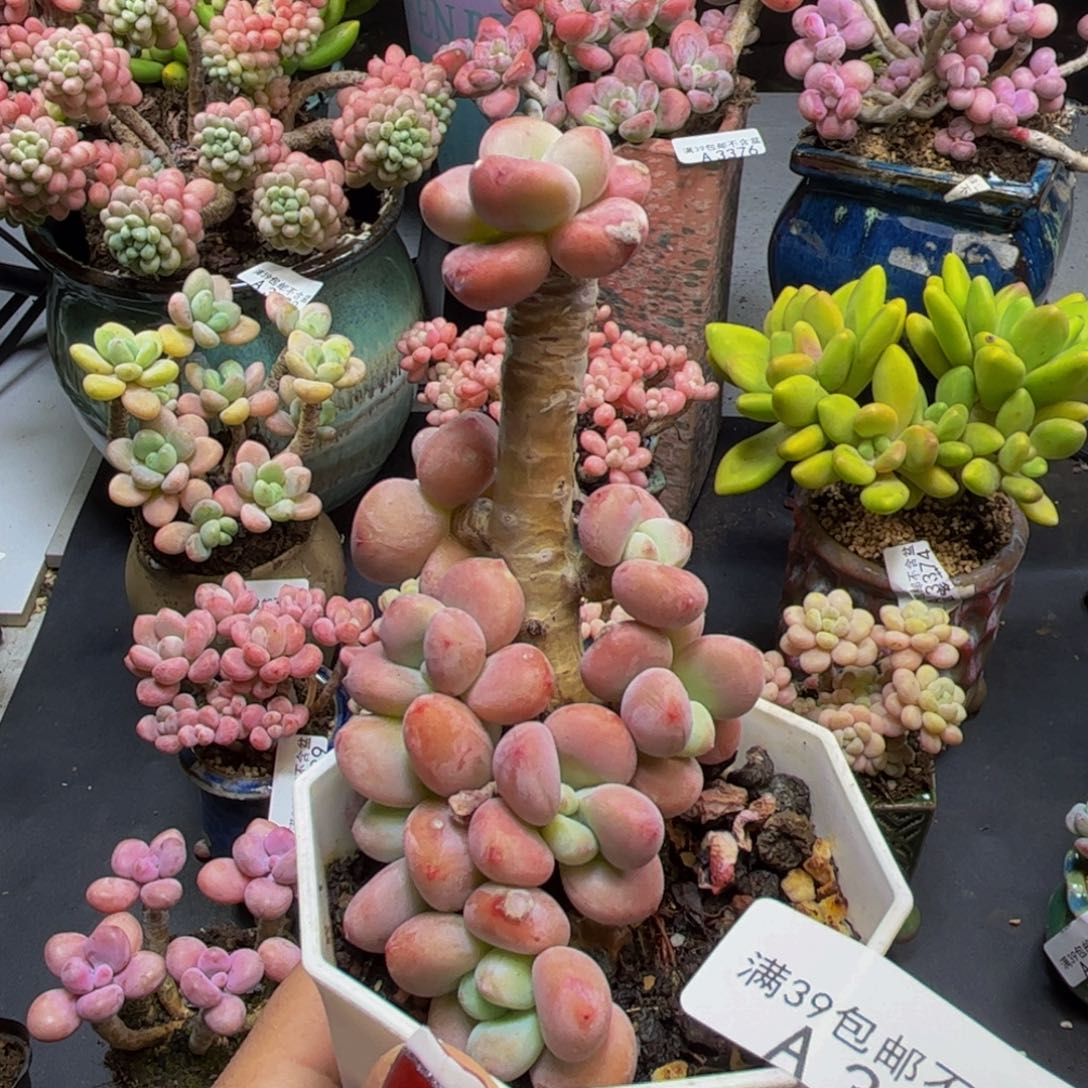 樱花洛神3462/5cm多肉