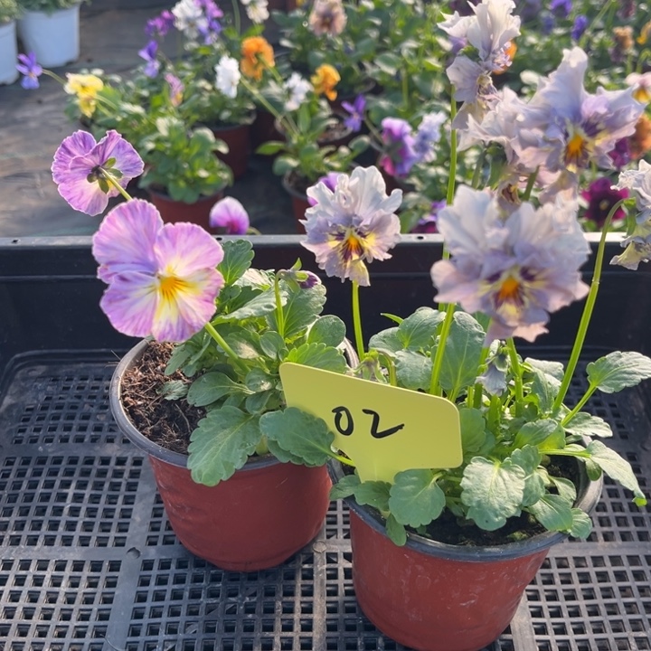 当前无花朵，栽培后可花朵02角堇无售后