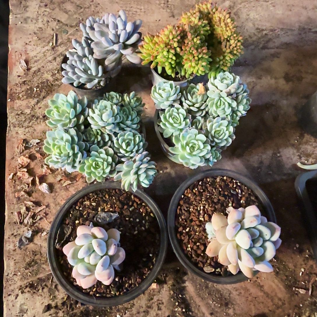 香水两颗，冰梅两颗，汤圆一颗春梦一颗