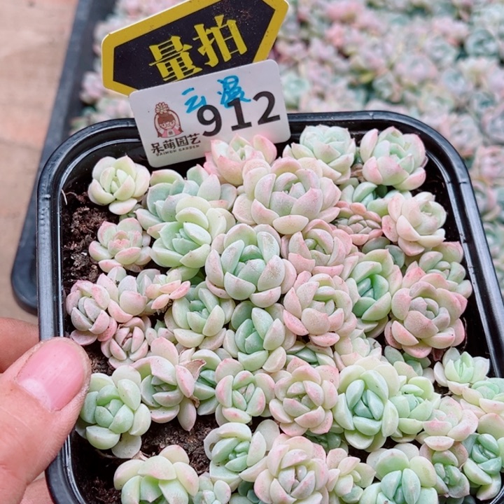 多肉植物多肉植物