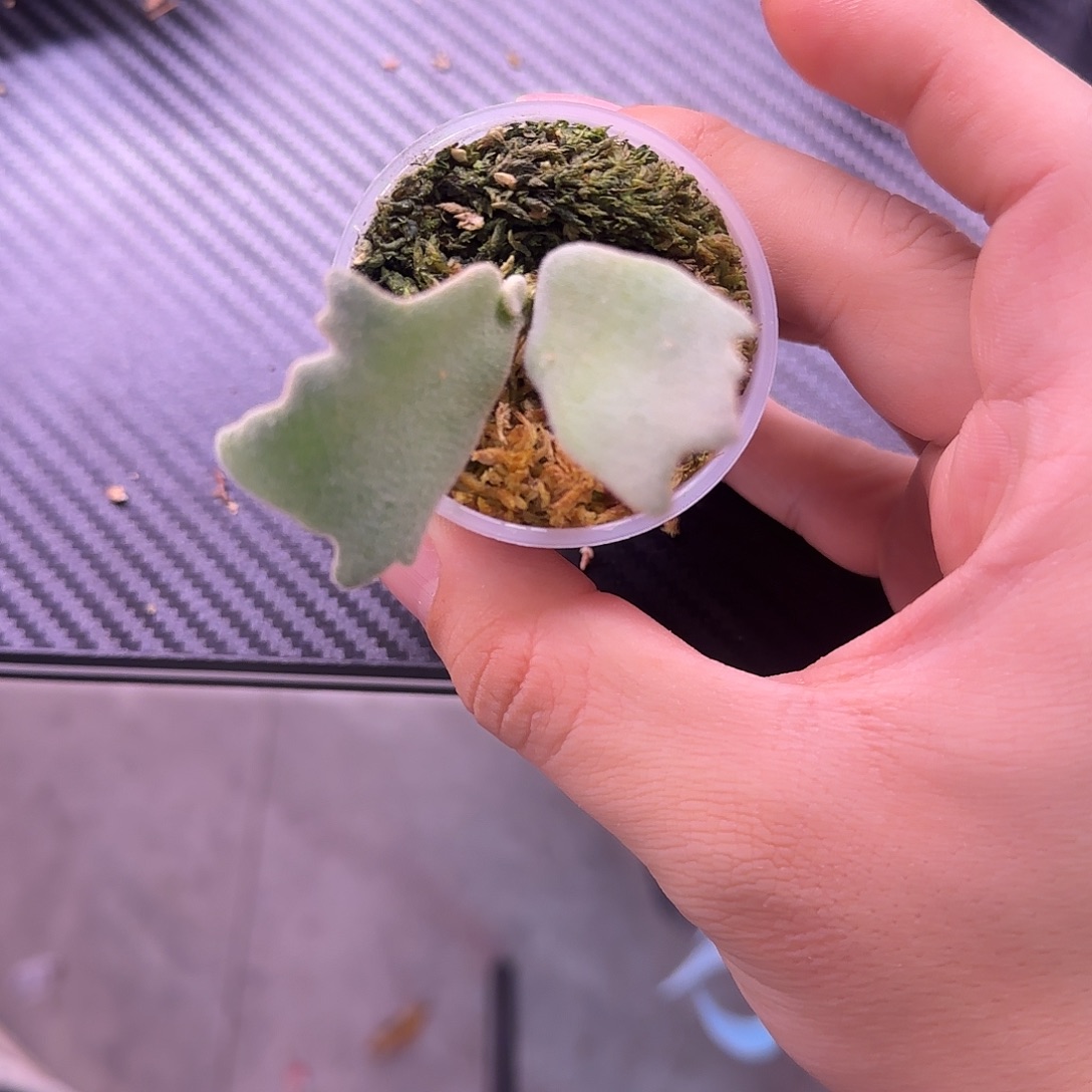 波哥苏丹X小皇冠鹿角蕨