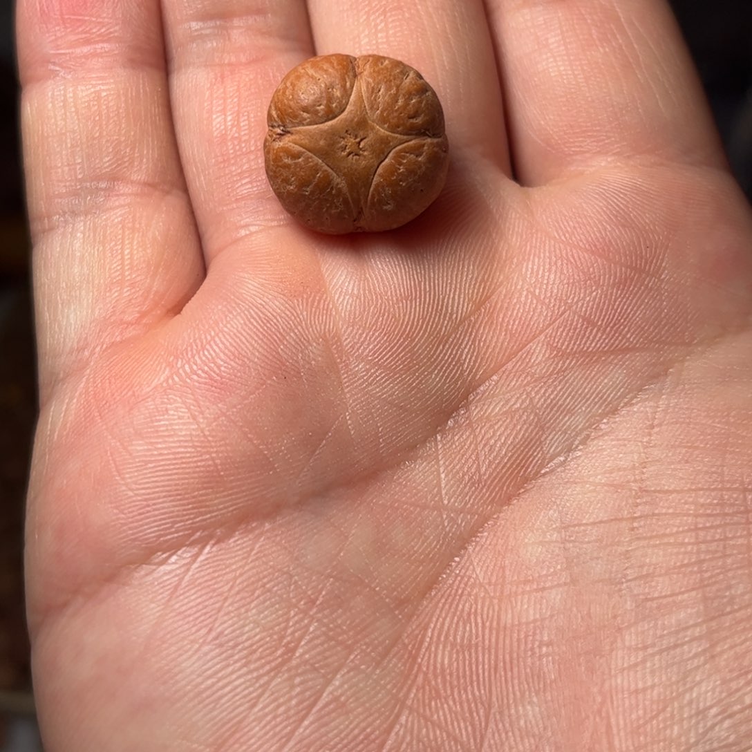 桃核吊坠19mm麒麟眼，开孔不退，偏远不包