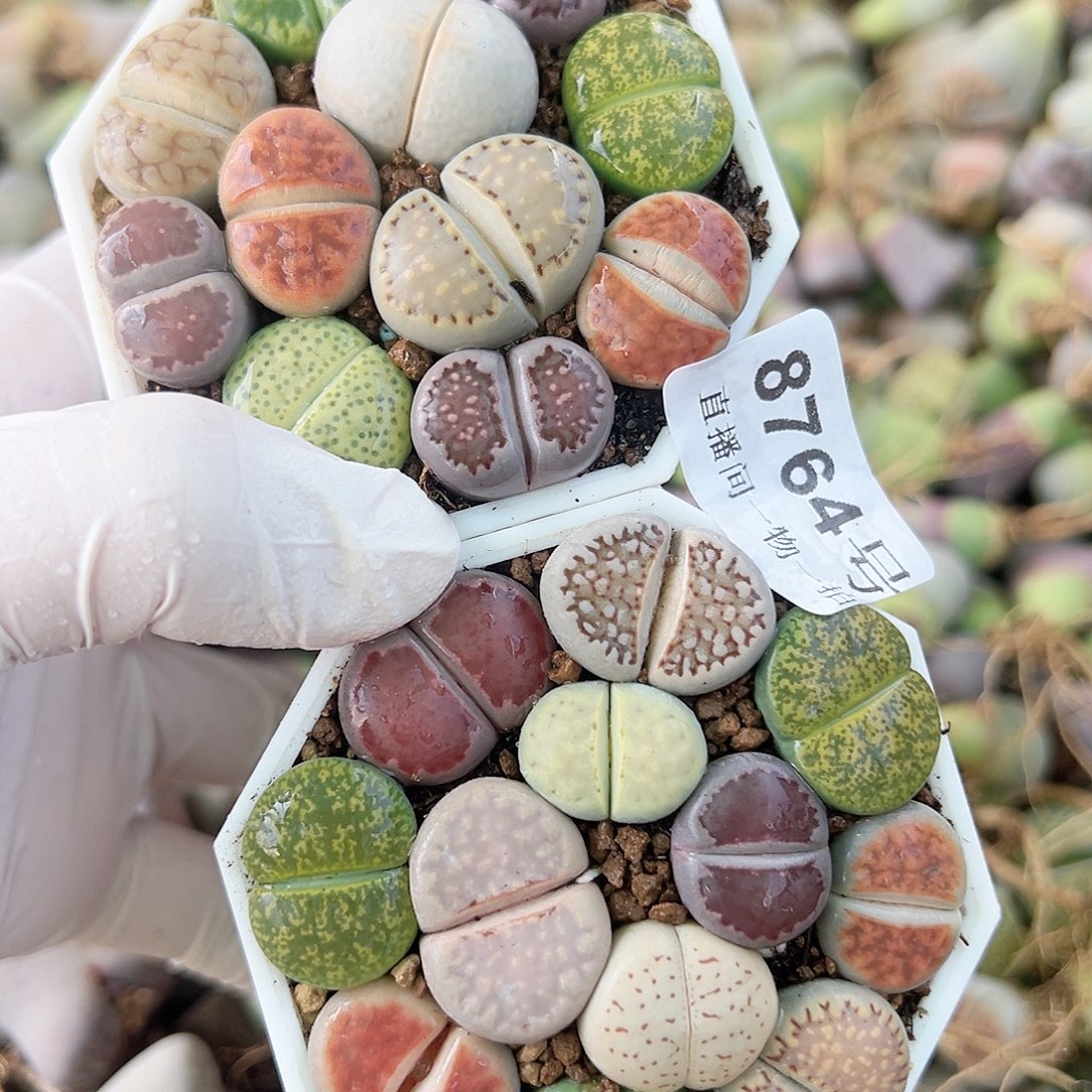 8764 好养易活生石花大母本两盆