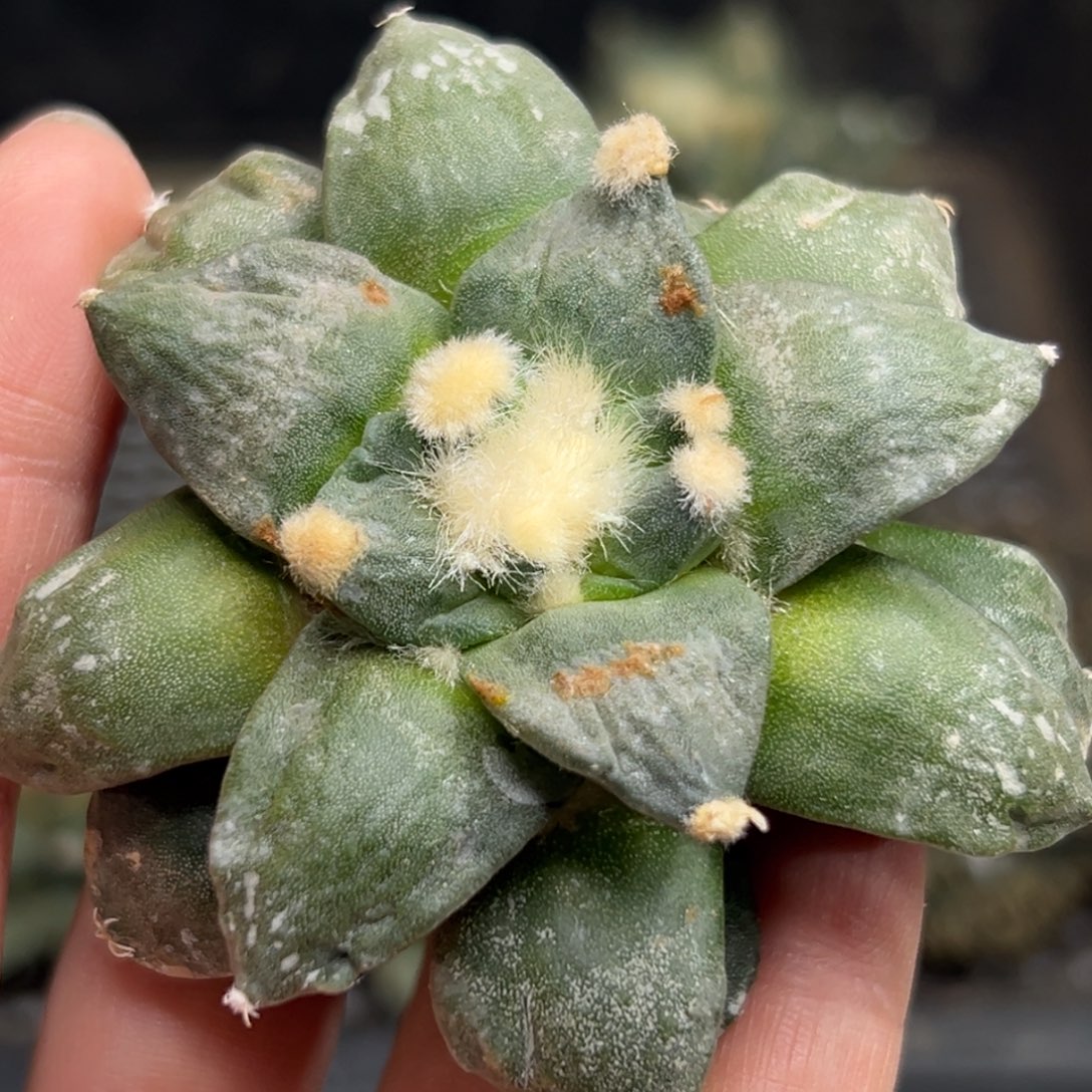 467 仙人球的比赛将