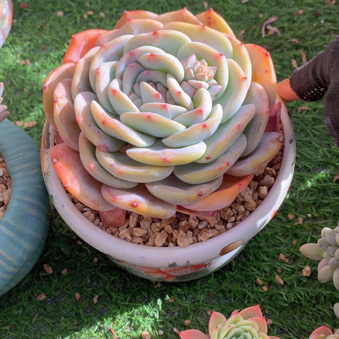 小**?凤橙14 公分一物一拍