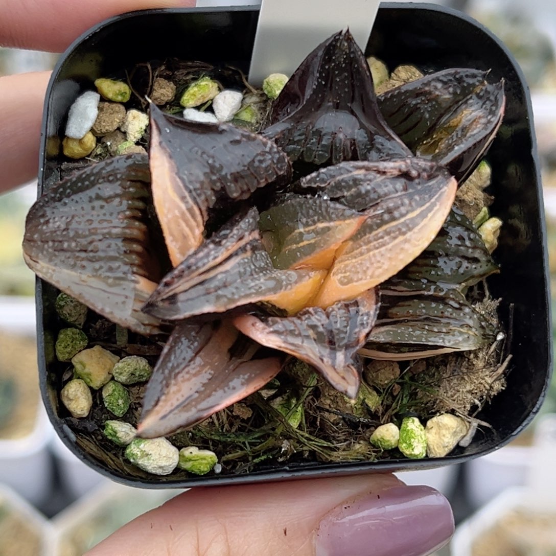 1茜云芭提雅锦福利专场