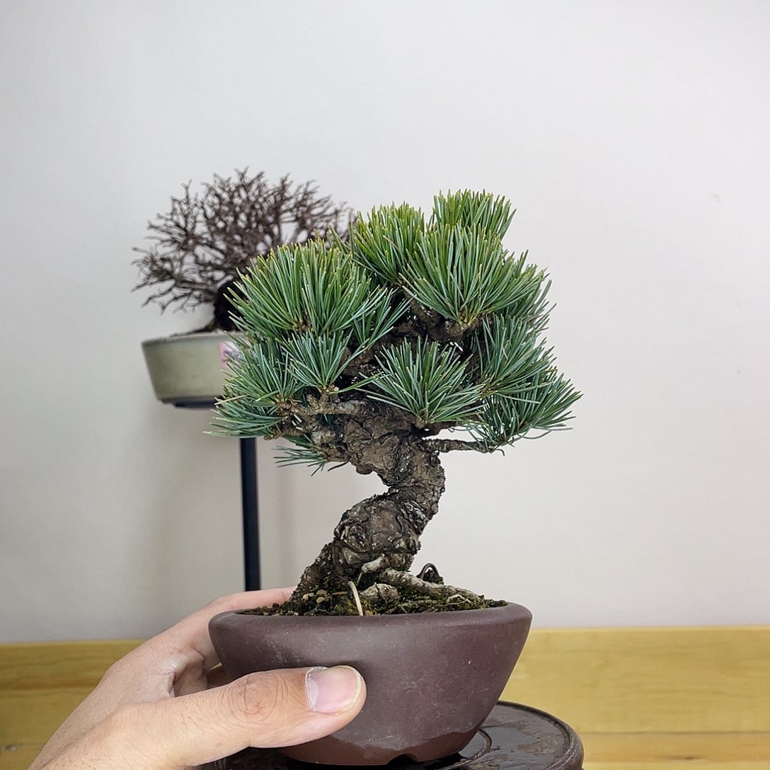 木本大阪松盆景盆栽