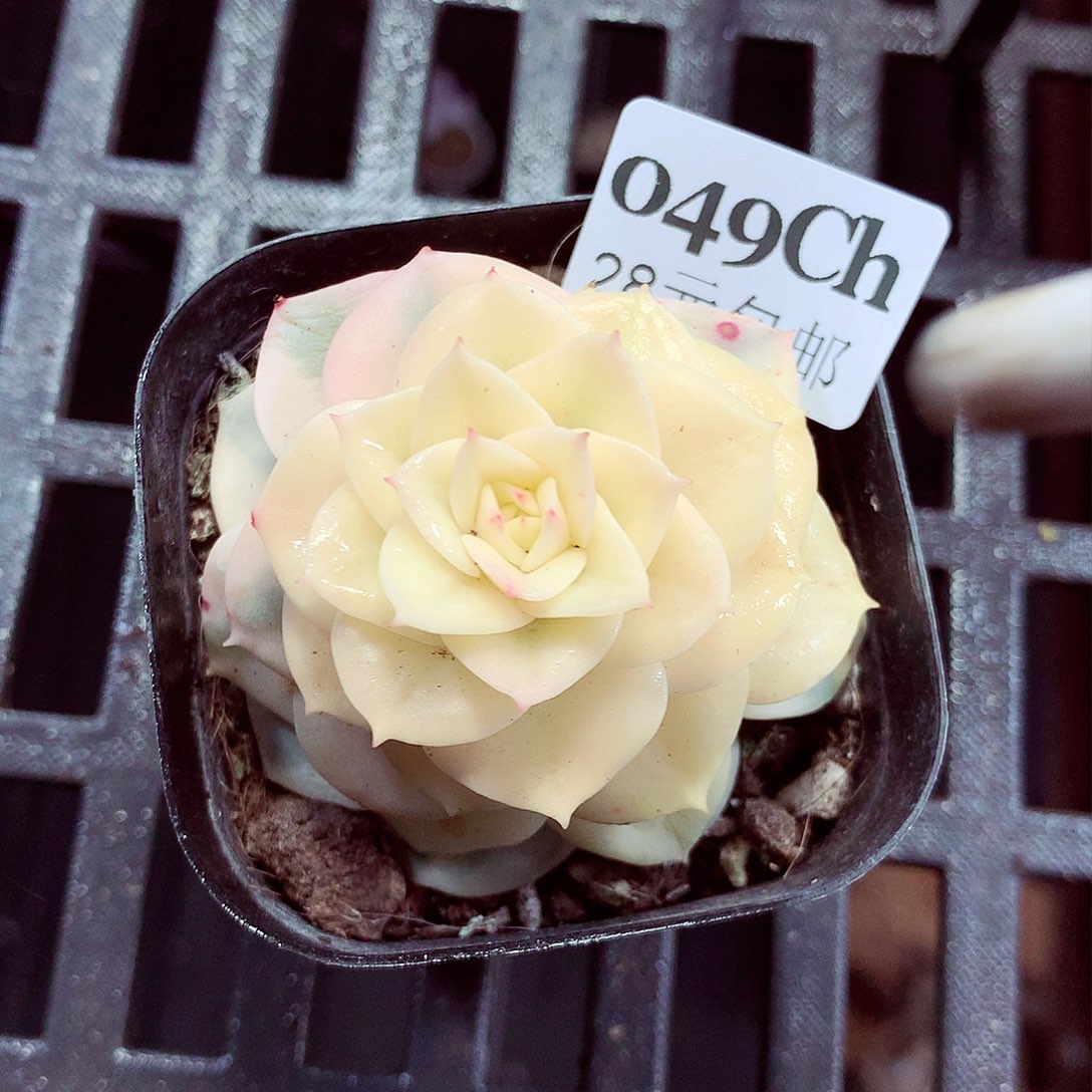 5厘米盆精控多肉049