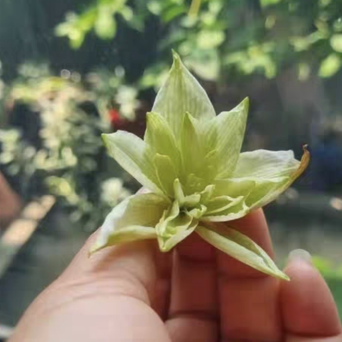 朱顶红-越南朱NP2，主球4.5带20侧，干球，只包对版，不包后期养护。