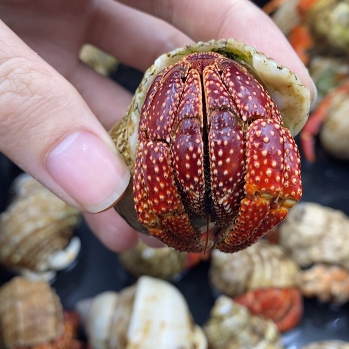 3.0口车厘子斐济草莓