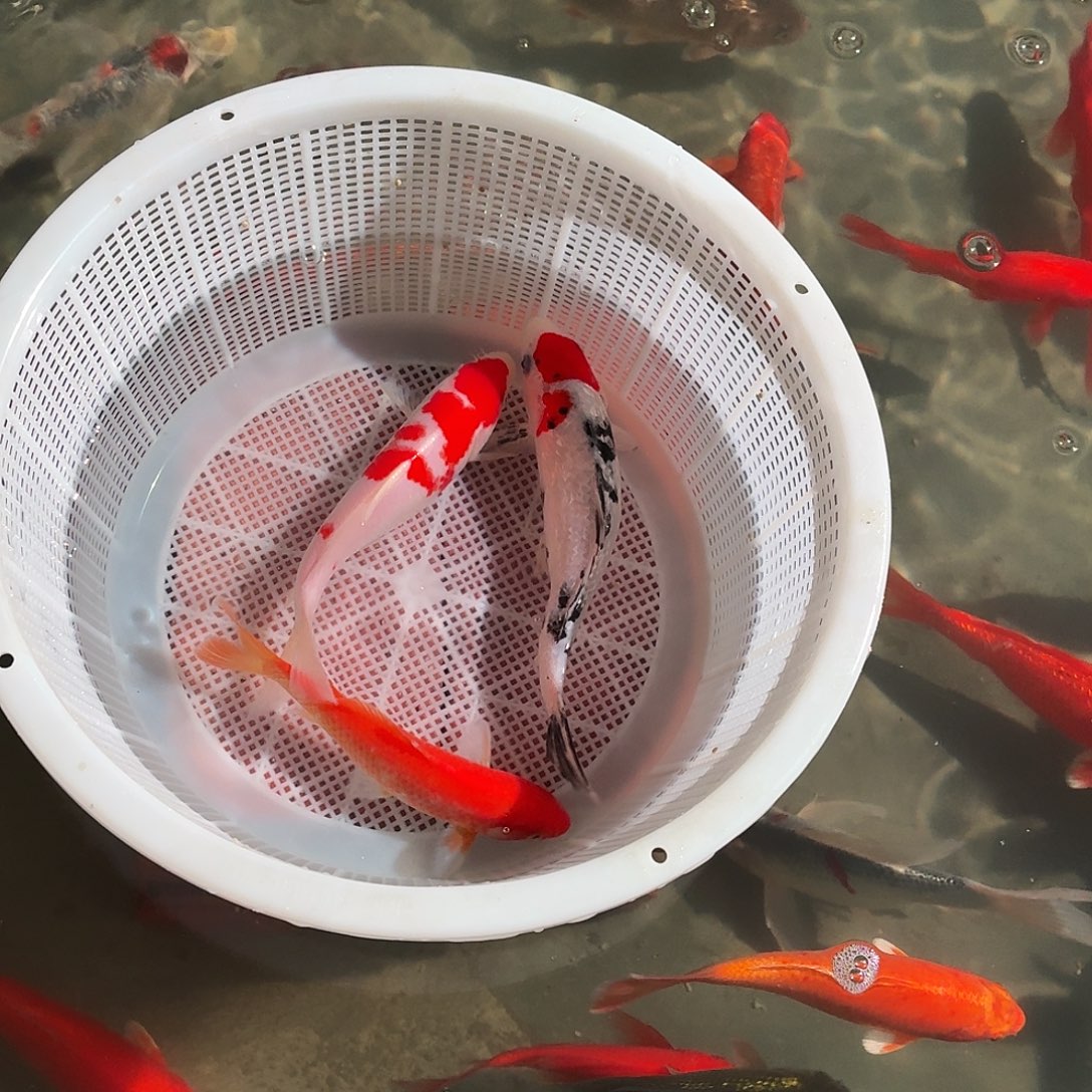 锦鲤锦鲤活体好养耐活观赏鱼锦鲤