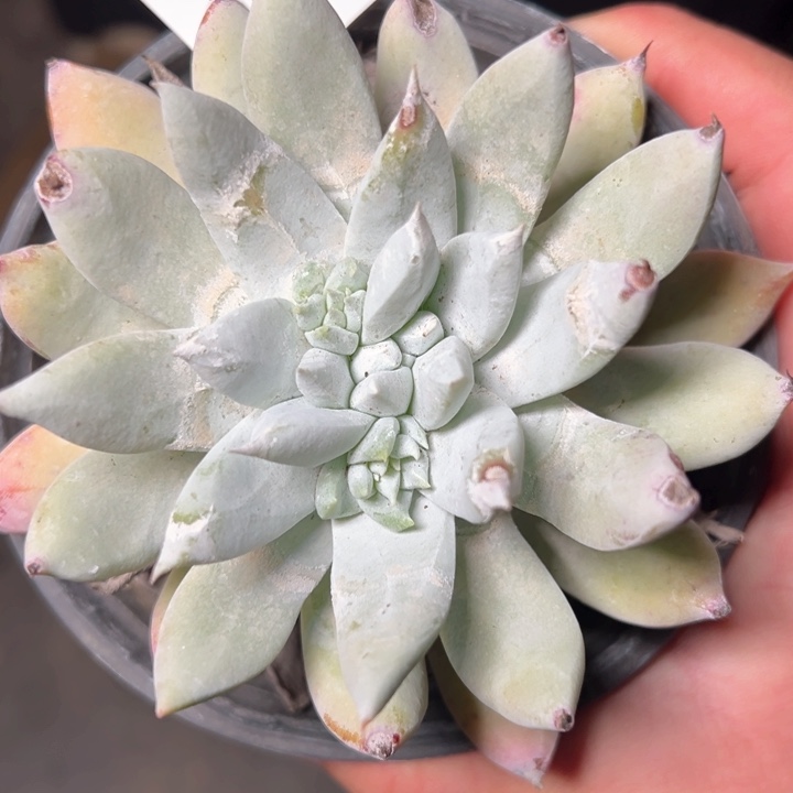 1350哈哈是哈哈哈