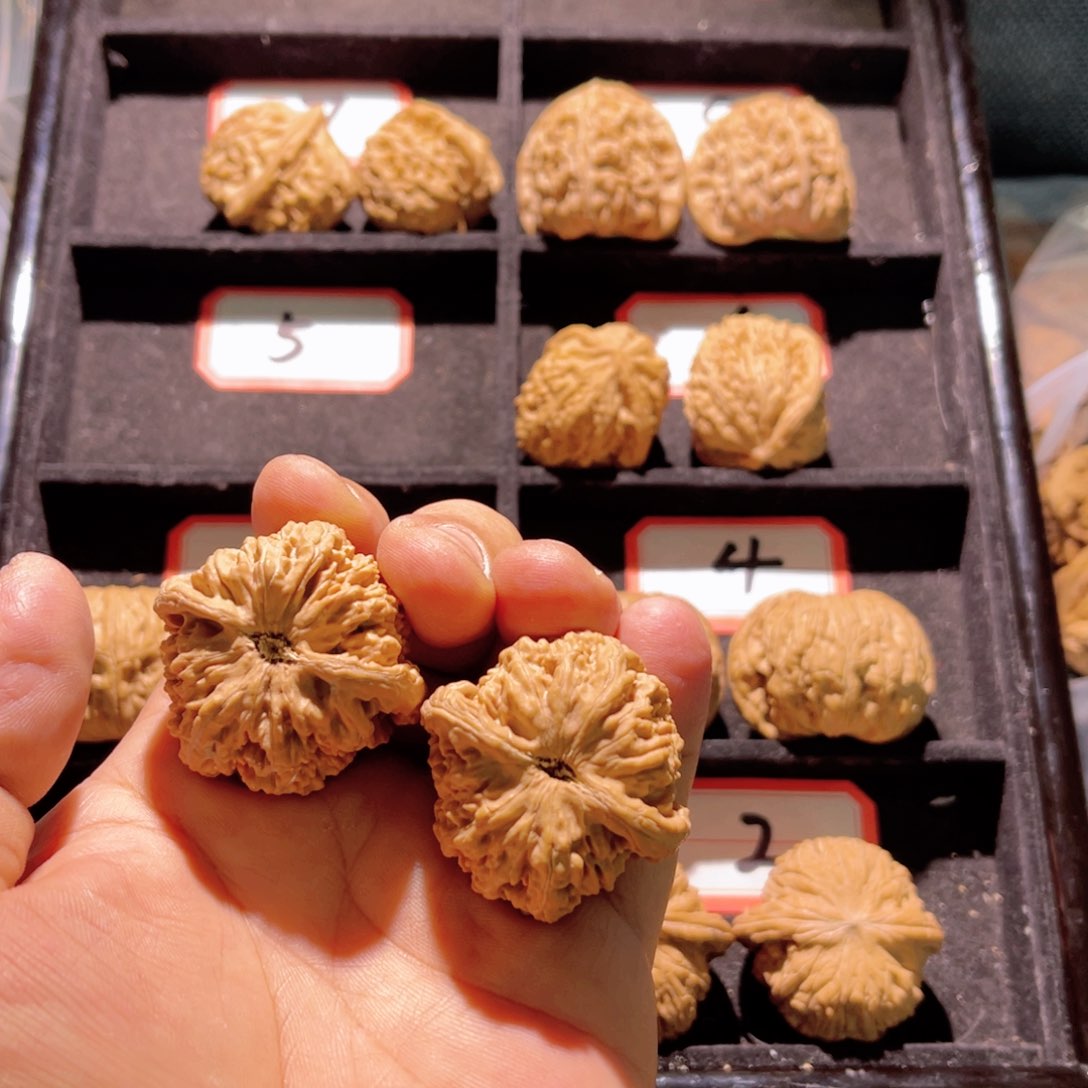 这****号秦皇岛山地果全品龙脊