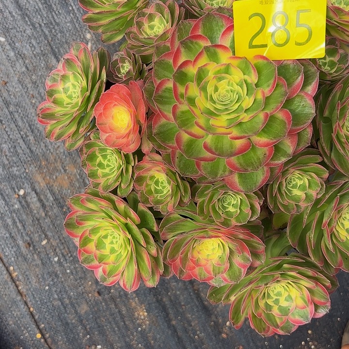 多肉植物福利来285号