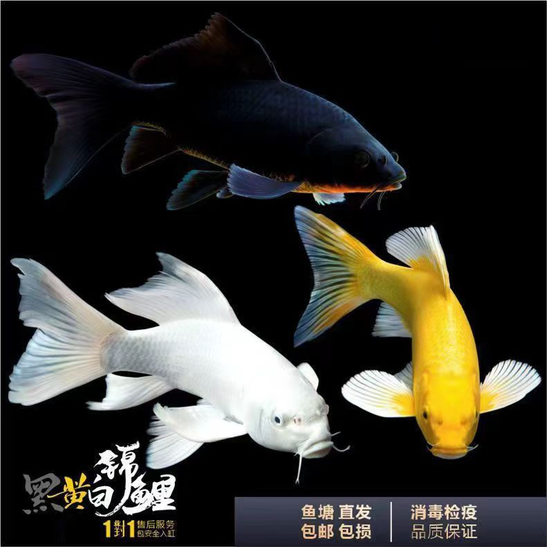 改价蝴蝶鲤渔场直销普身大鳍大尾混养包邮包活