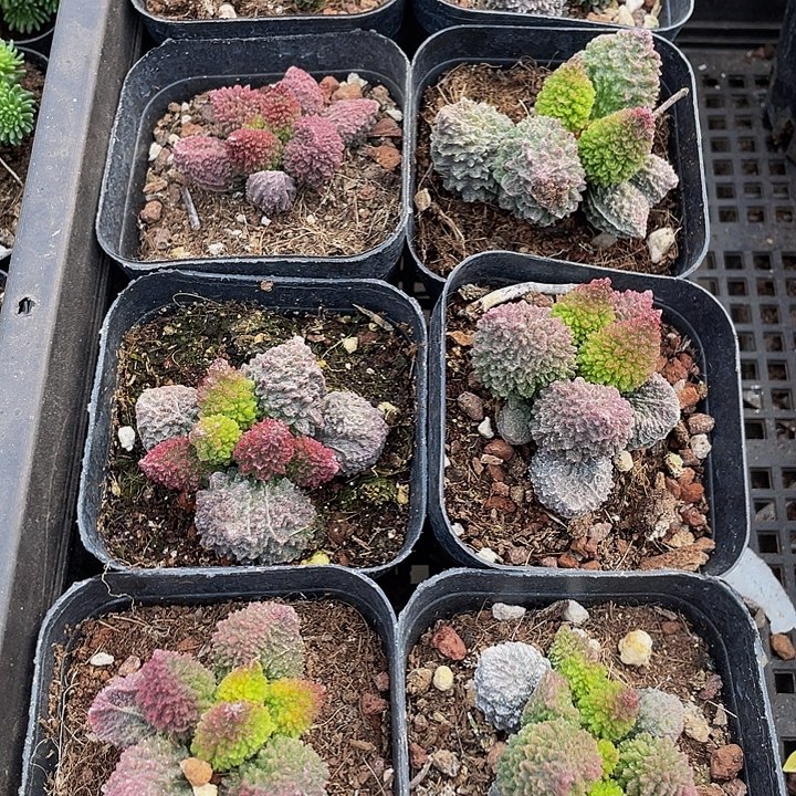 珠子玉带盆土发货