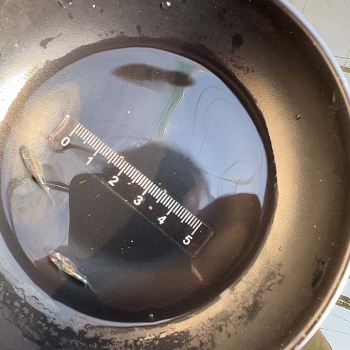 海水鱼观背青鱂鱼绿光球