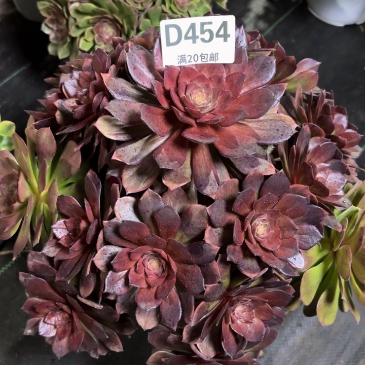 瑞妈一物一拍454