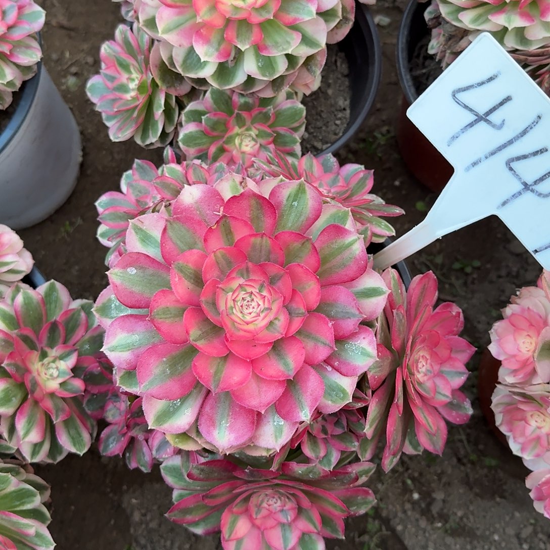 4147倾城多肉法师