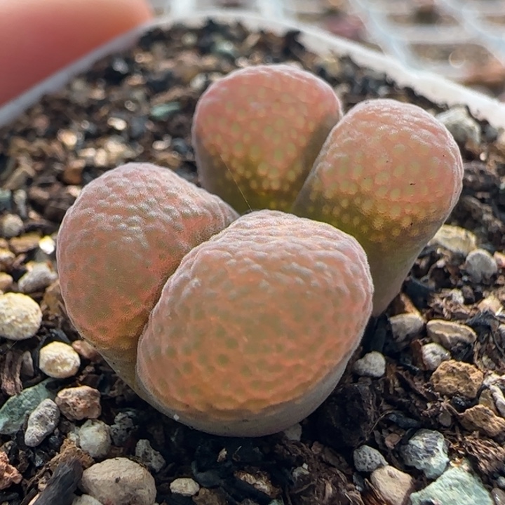 多肉植物超级丝绒颗粒41号