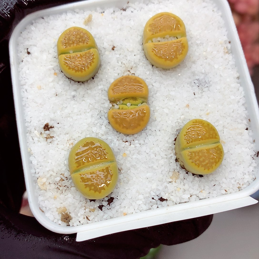 生石花满18包邮7-156