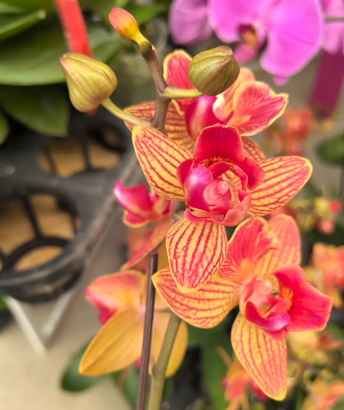 蝴蝶兰（日升）稀有品种3.0寸杯带一个花剑