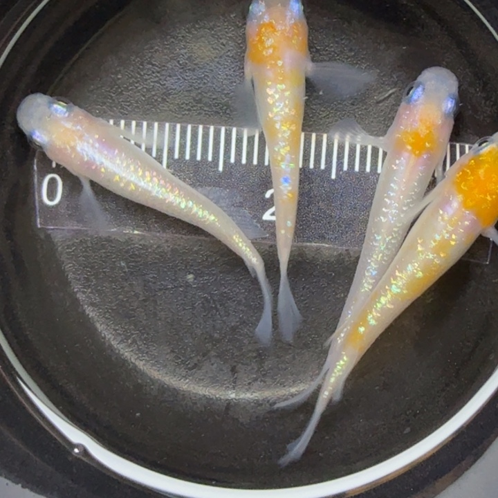 青鳉鱼粉王华17号