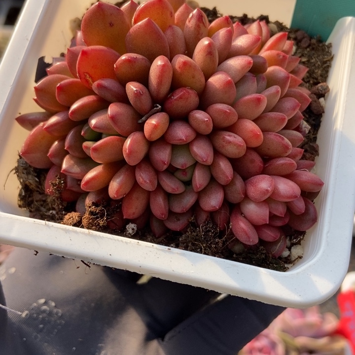 1107红宝石多肉植物