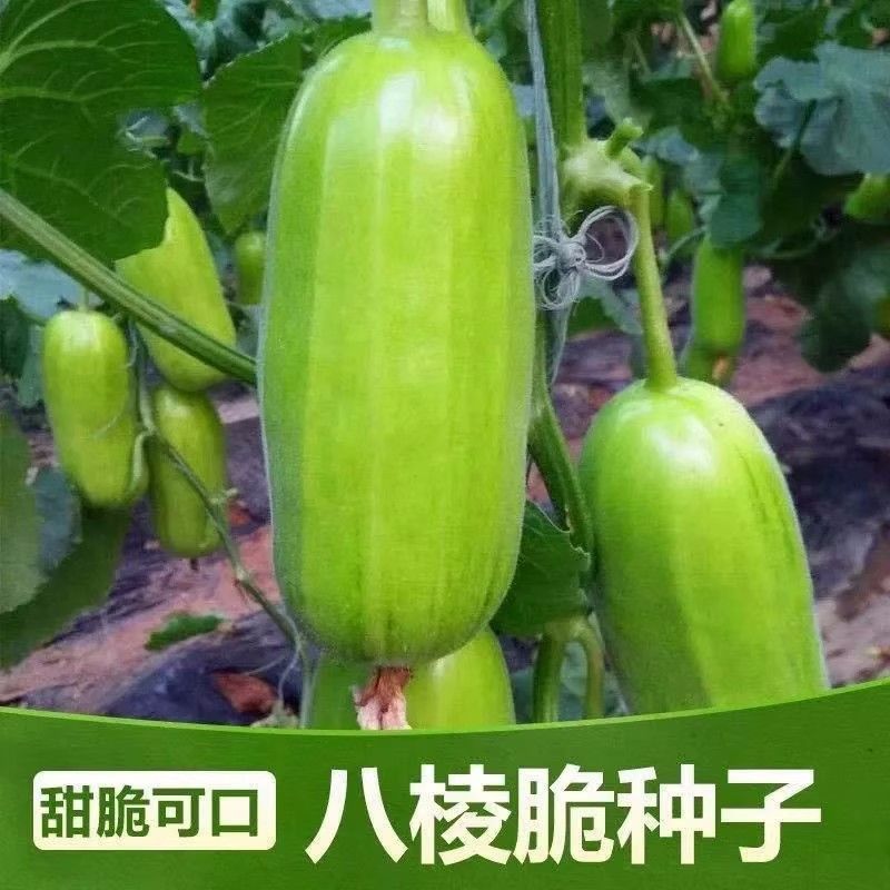 早熟香酥八棱脆瓜种子菜瓜烧瓜生吃无糖黄河脆一窝猴蔬菜种子籽孑