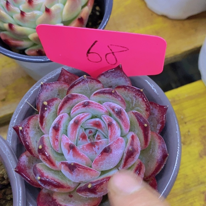 多肉植物，开心多肉