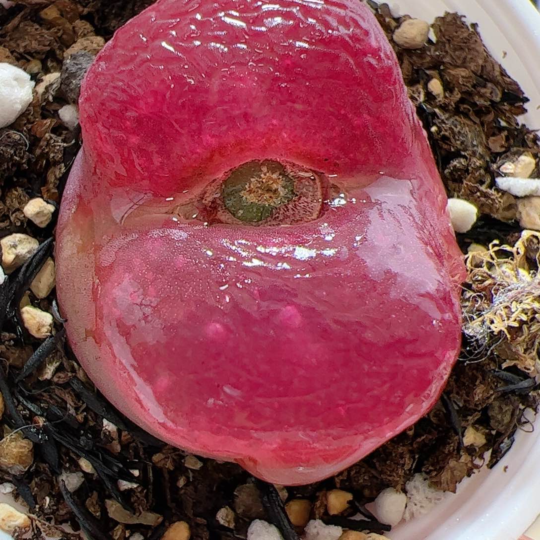 【闪购商品】357 带盆