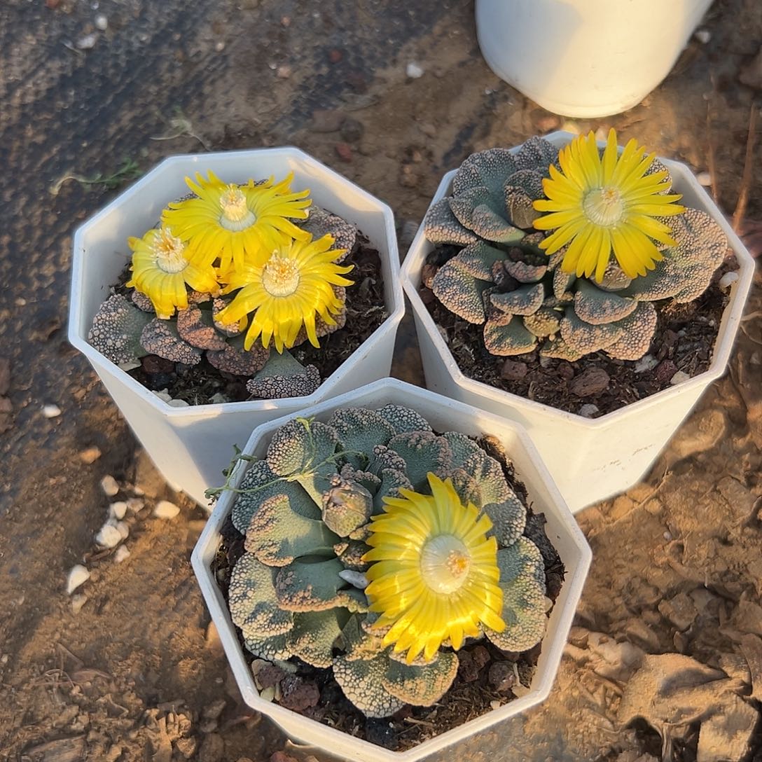 多肉植物三颗小天女