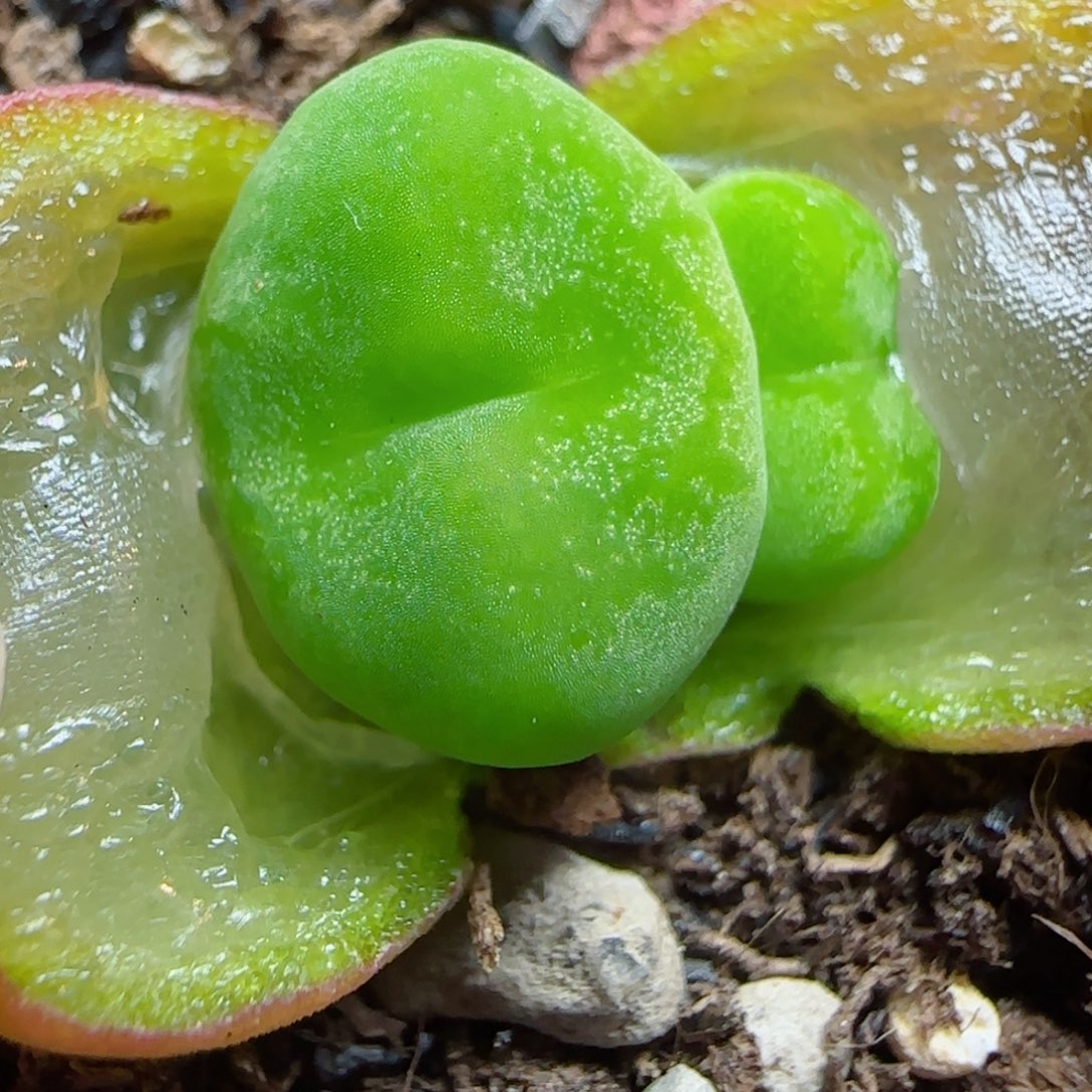 多肉植物桃太郎SＰ杂9号链接