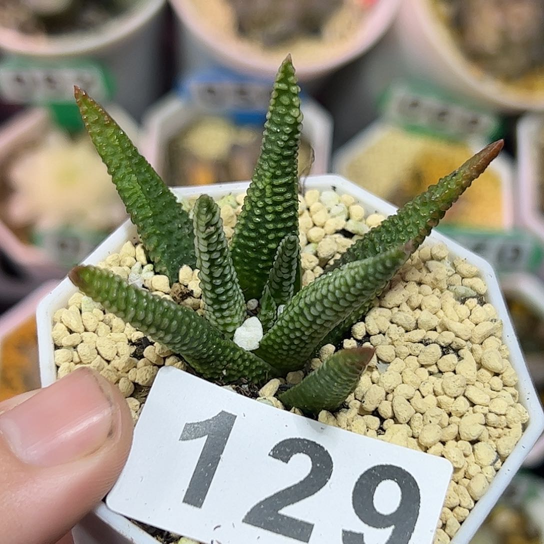 地上星十二卷多肉植物满