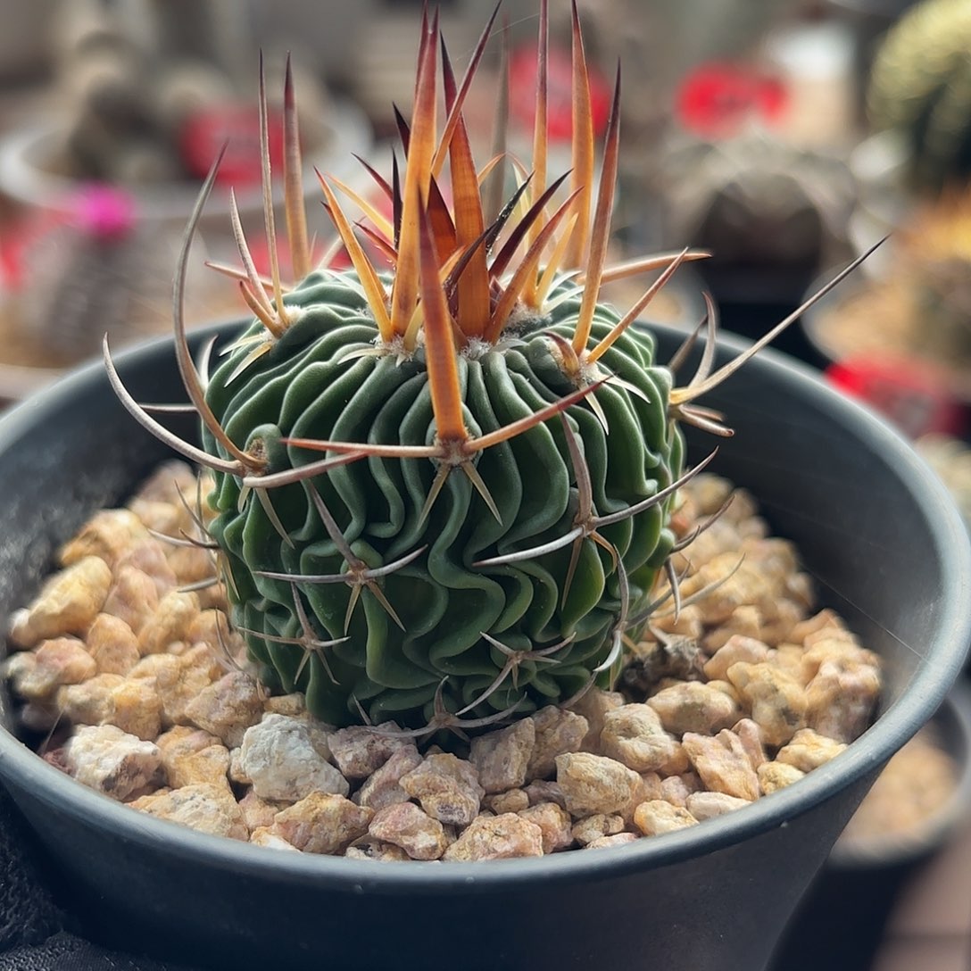 仙人球实生多棱玉振武玉