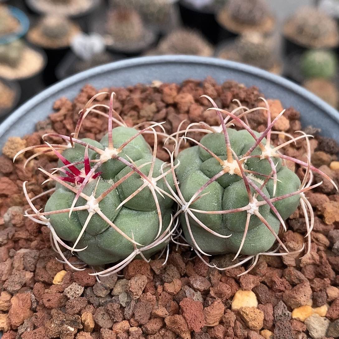 实生双头高木绯冠龙