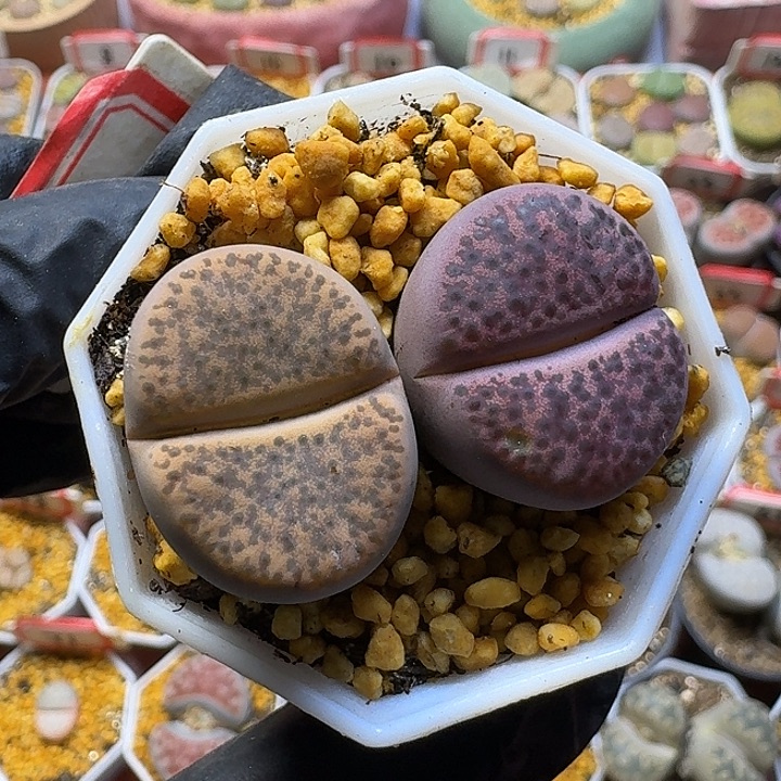 小***帥生石花1111112。   170