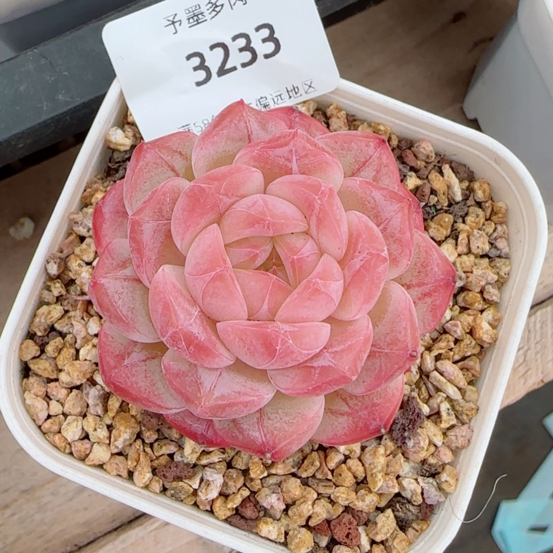 美心，3233多肉植物