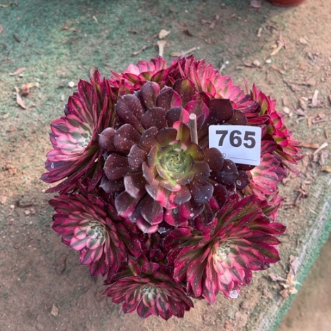 765铜壶锦朵朵多肉，