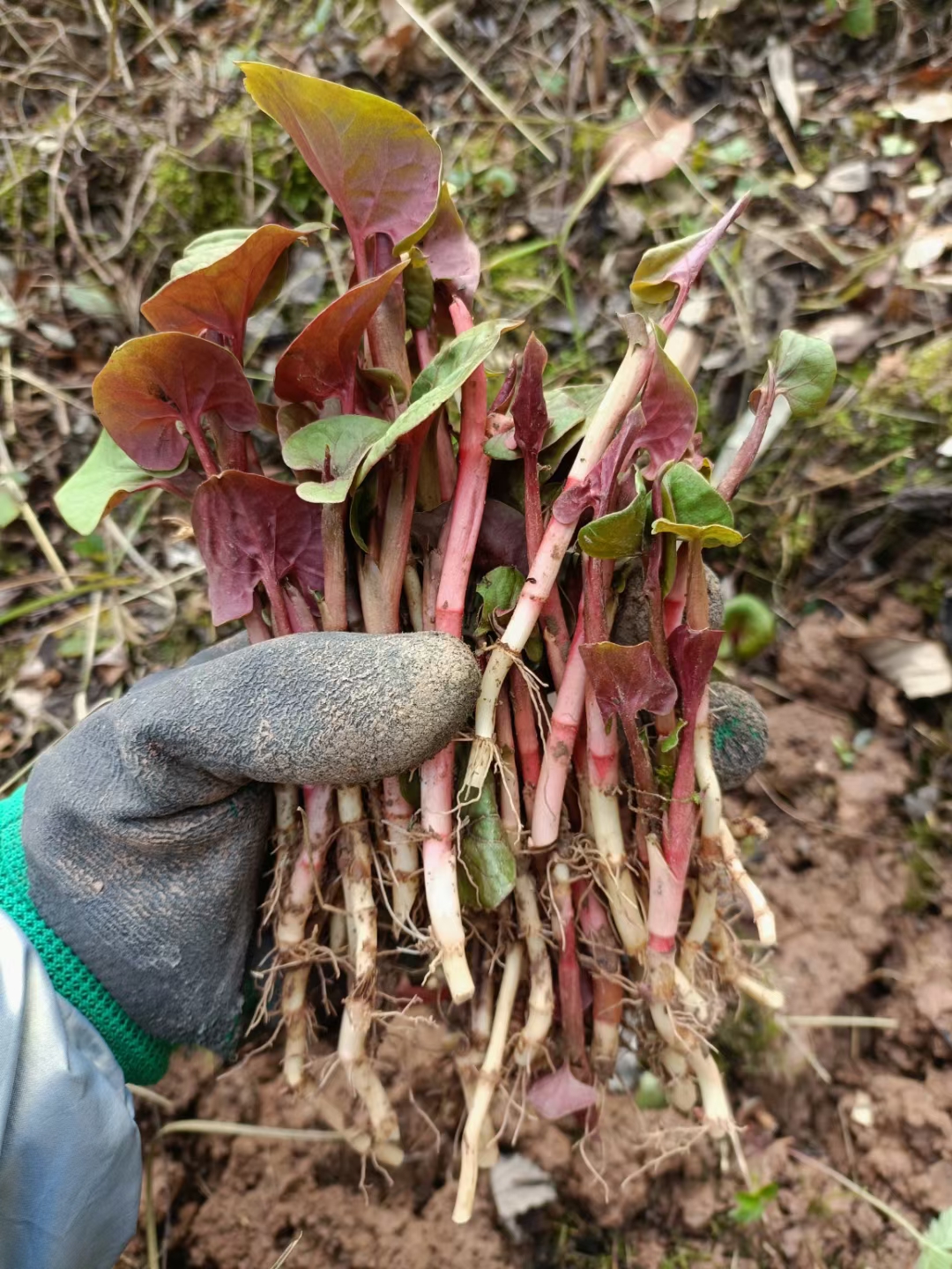 苍溪人最爱吃的折耳根