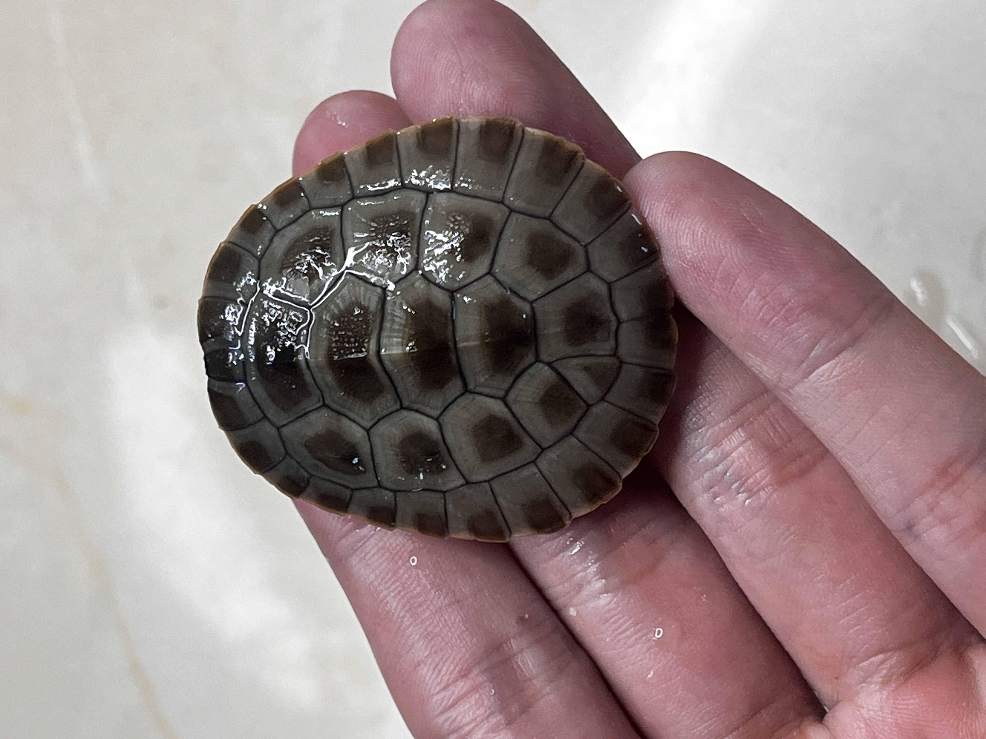 【浪险龟业】直播间挑选龟龟链接