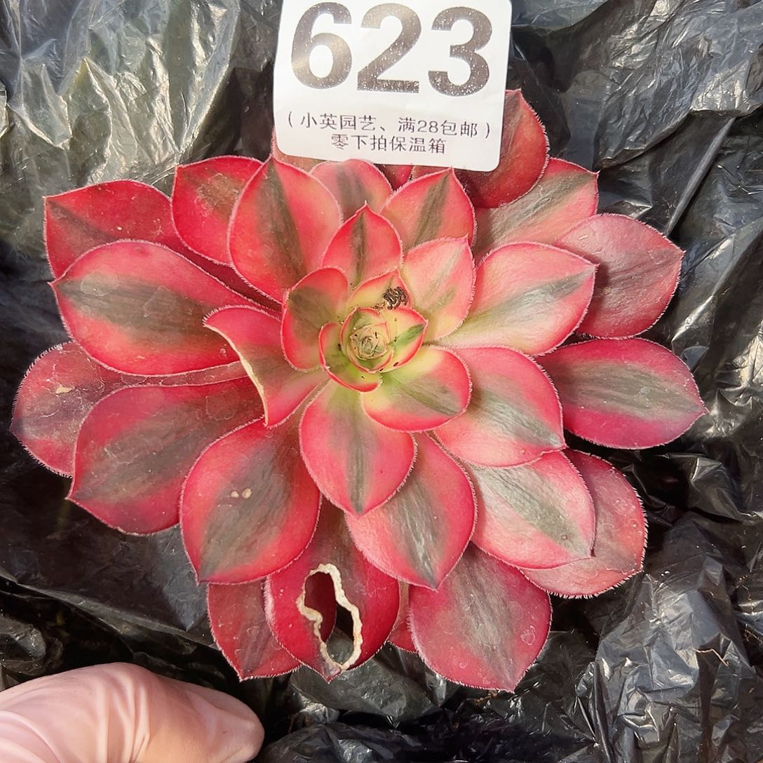 爱丽丝623多肉植物多肉植物