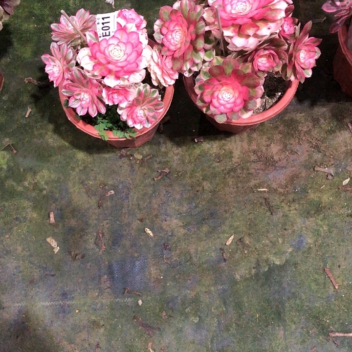 俩颗多肉01100000000000