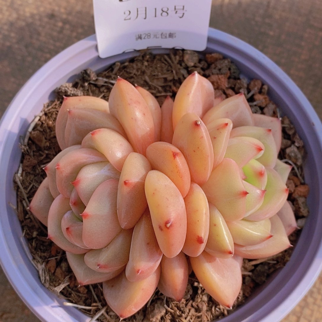 【闪购商品】云949