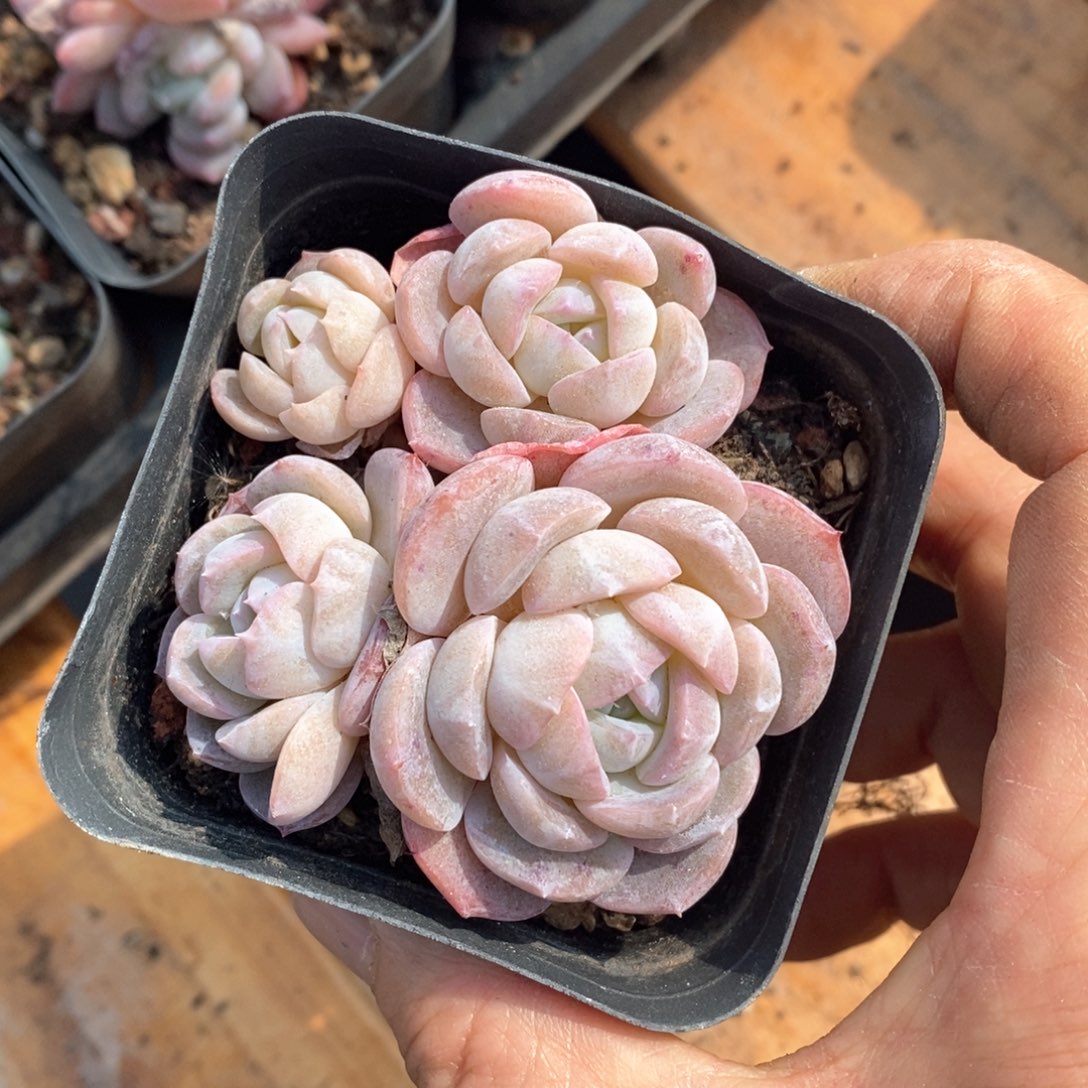 精品多肉一物一拍不包整154