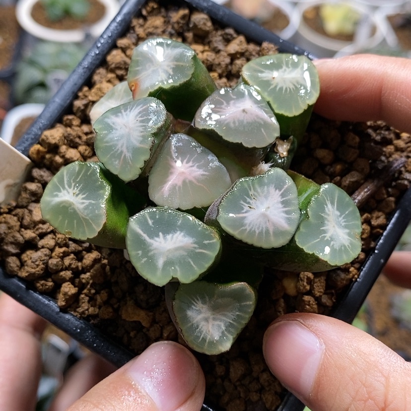 【闪购商品】25山之翠