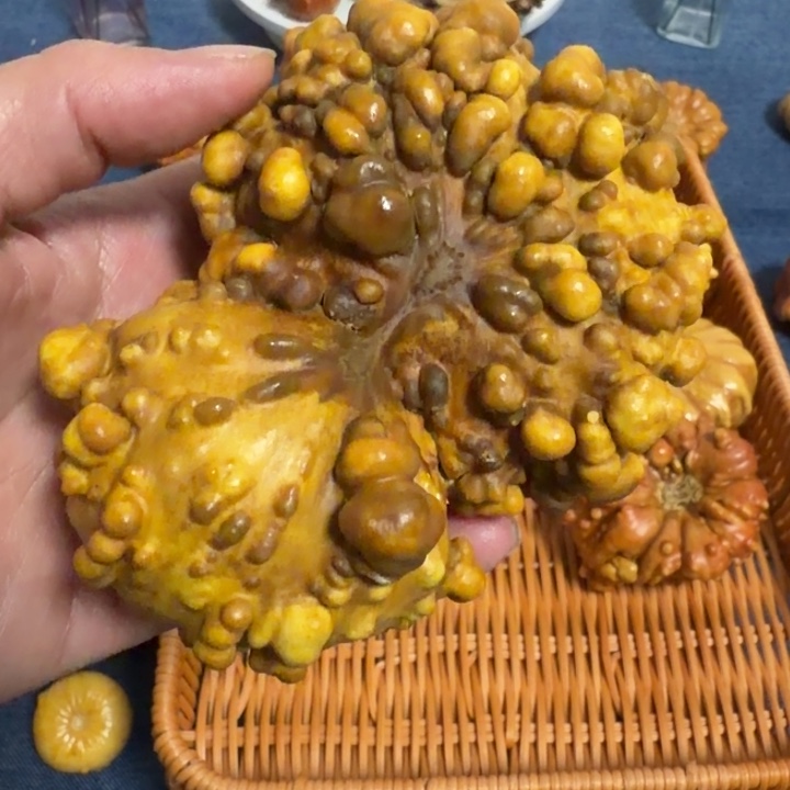 开***心墨西哥七彩疙瘩葫芦瑕疵不退货